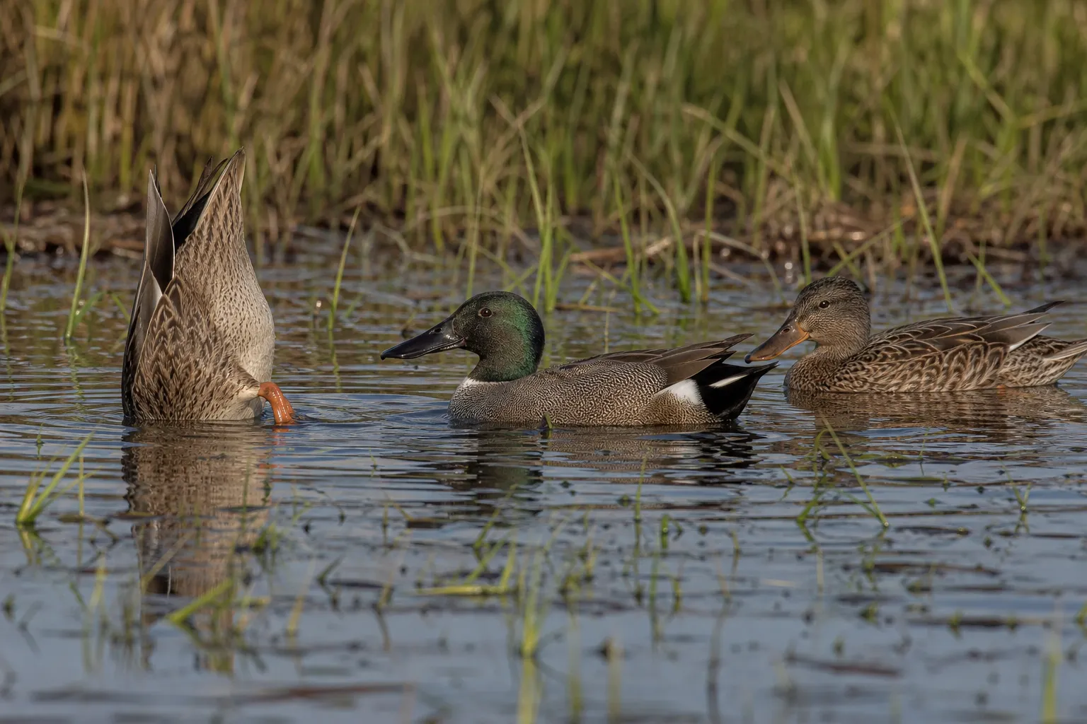 Two or three live ducks in shallow marsh water show different body shapes and feeding postures.