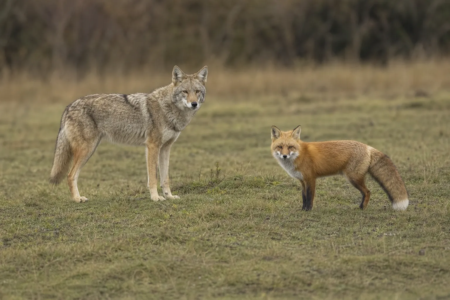 A coyote and a fox stand separately in open meadow, clearly showing the coyote’s larger, leggier build and the fox’s smaller frame.