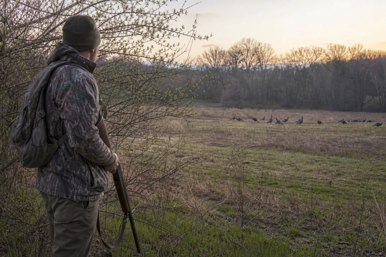A hunter stands quietly at dawn near a field edge while wild turkeys move in the distance.