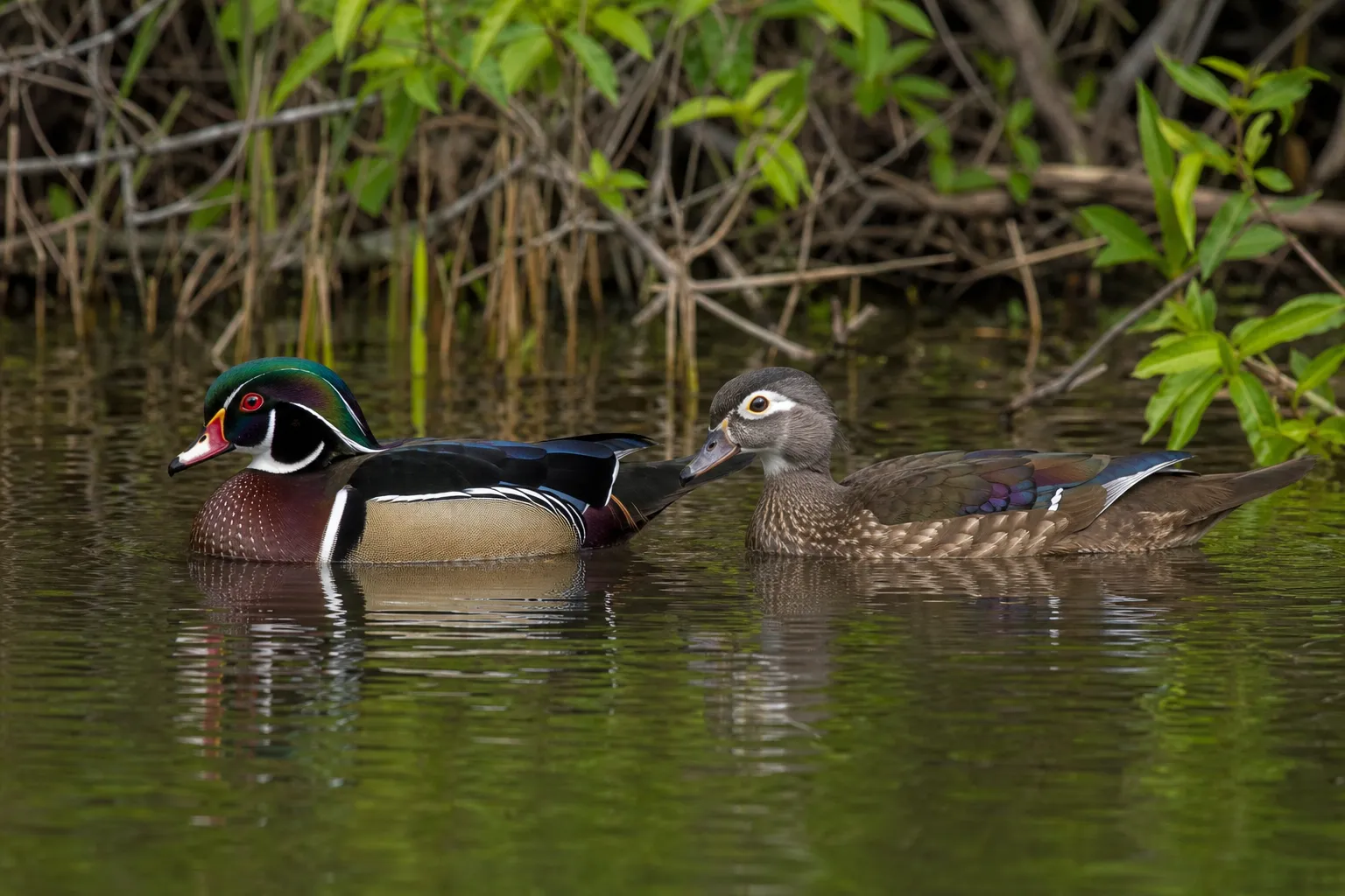 A male and female wood duck float side by side on calm water in a wetland.