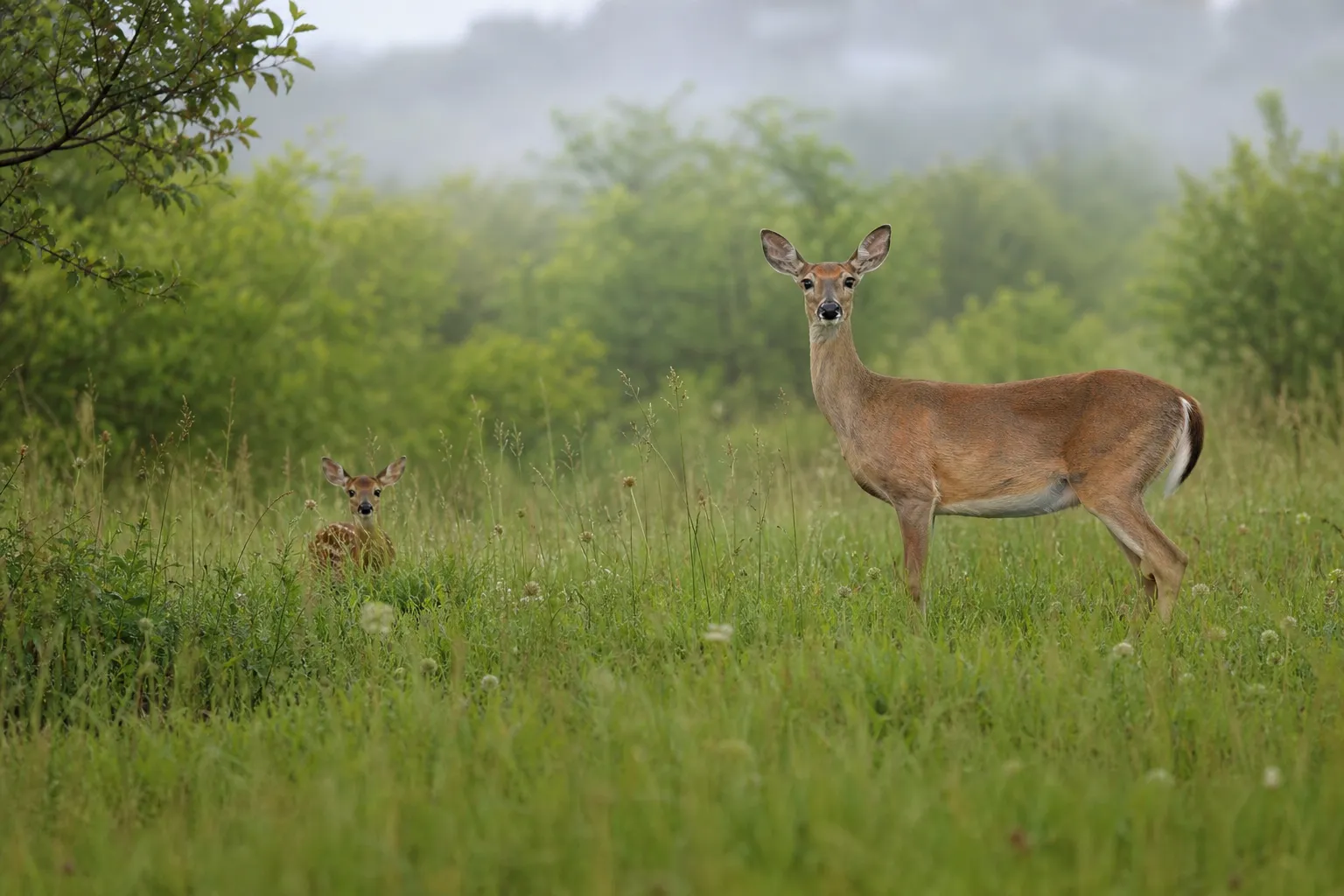 A doe stands in a spring meadow near a hidden fawn in tall grass at dawn.