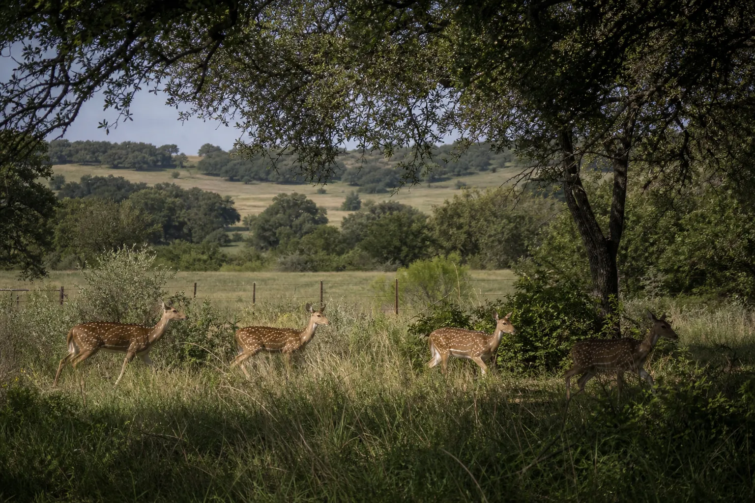 Axis deer move through a brushy Texas pasture with oak trees and open hills behind them.