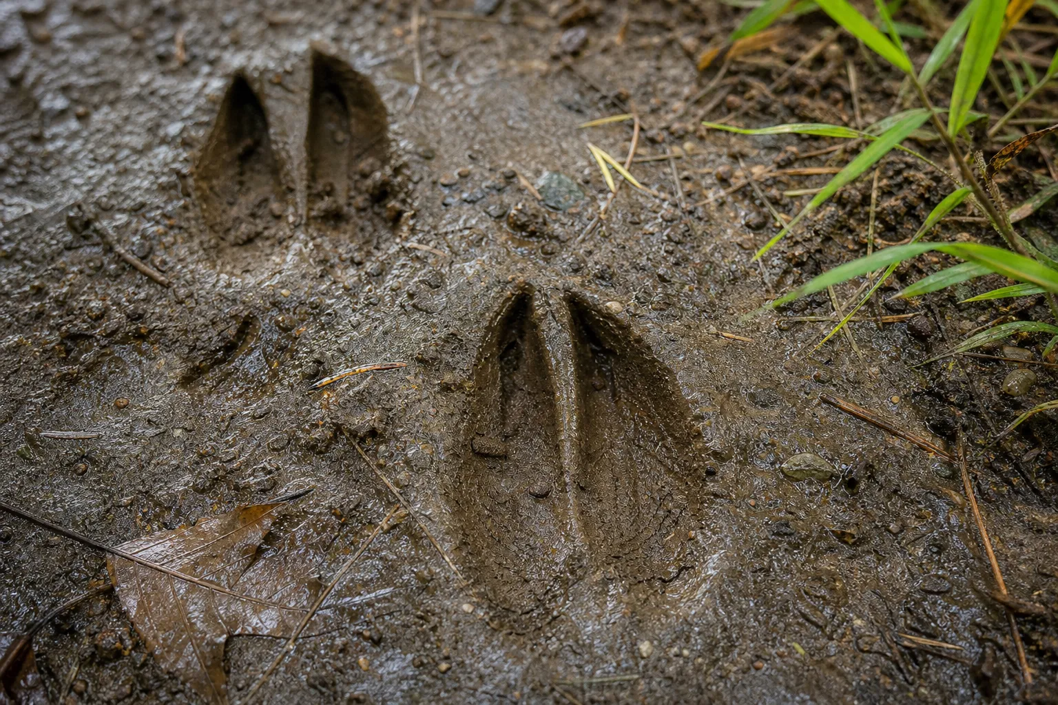 Close up of deer tracks in mud showing the split hoof shape and pointed tips.