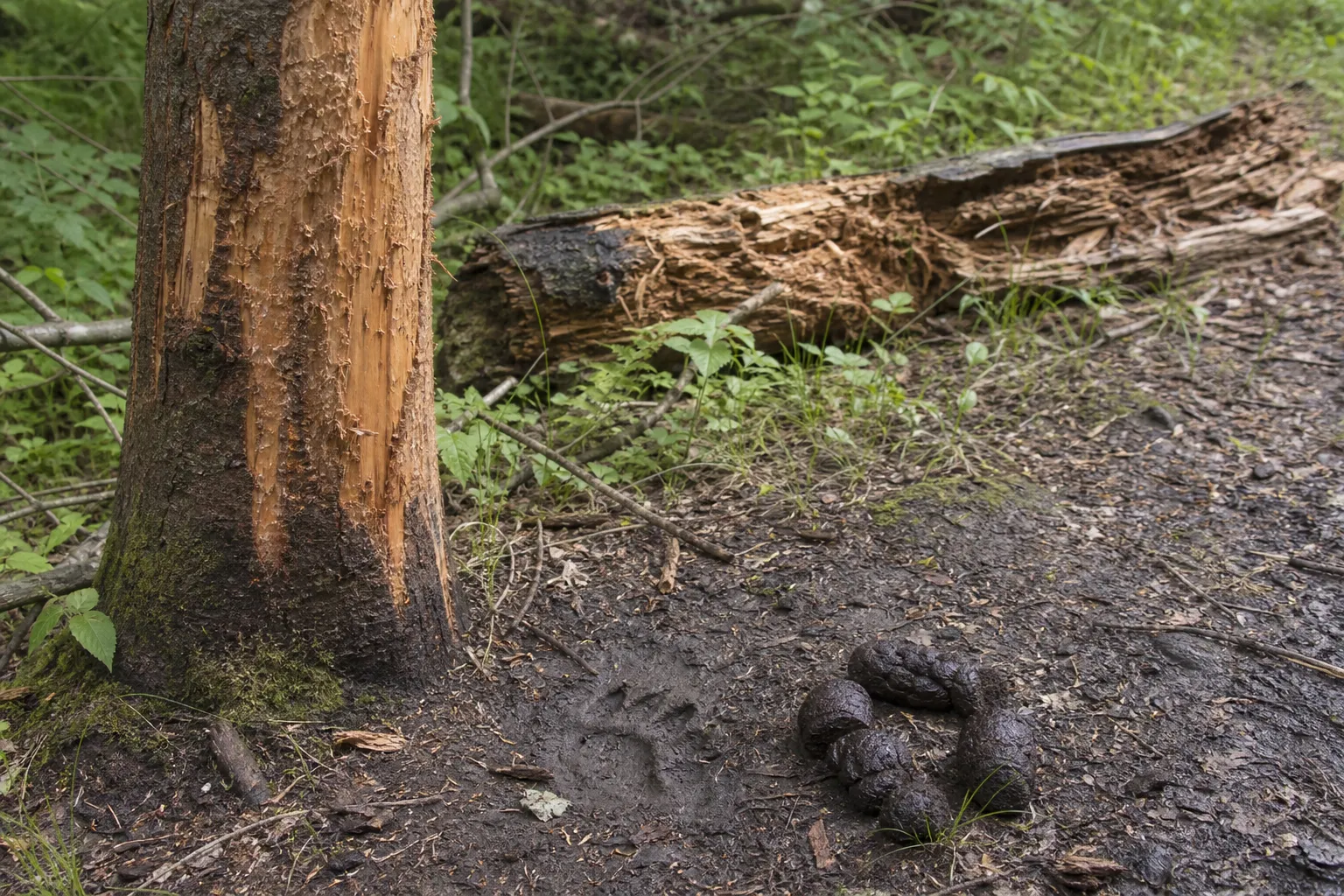 Bear scat on a forest floor with nearby paw prints and a rubbed tree trunk.