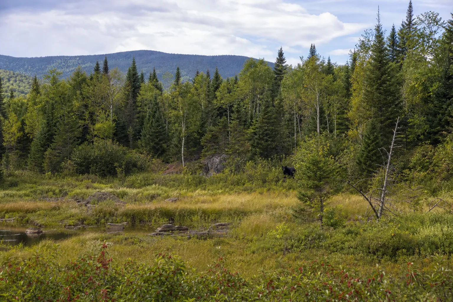 A black bear appears at the edge of a mixed forest and wetland landscape.
