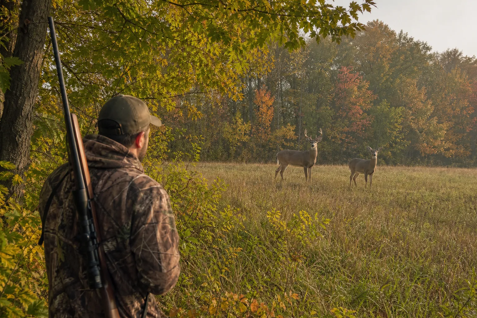 A buck and doe white tailed deer standing at the edge of a woodland and meadow in soft morning light.