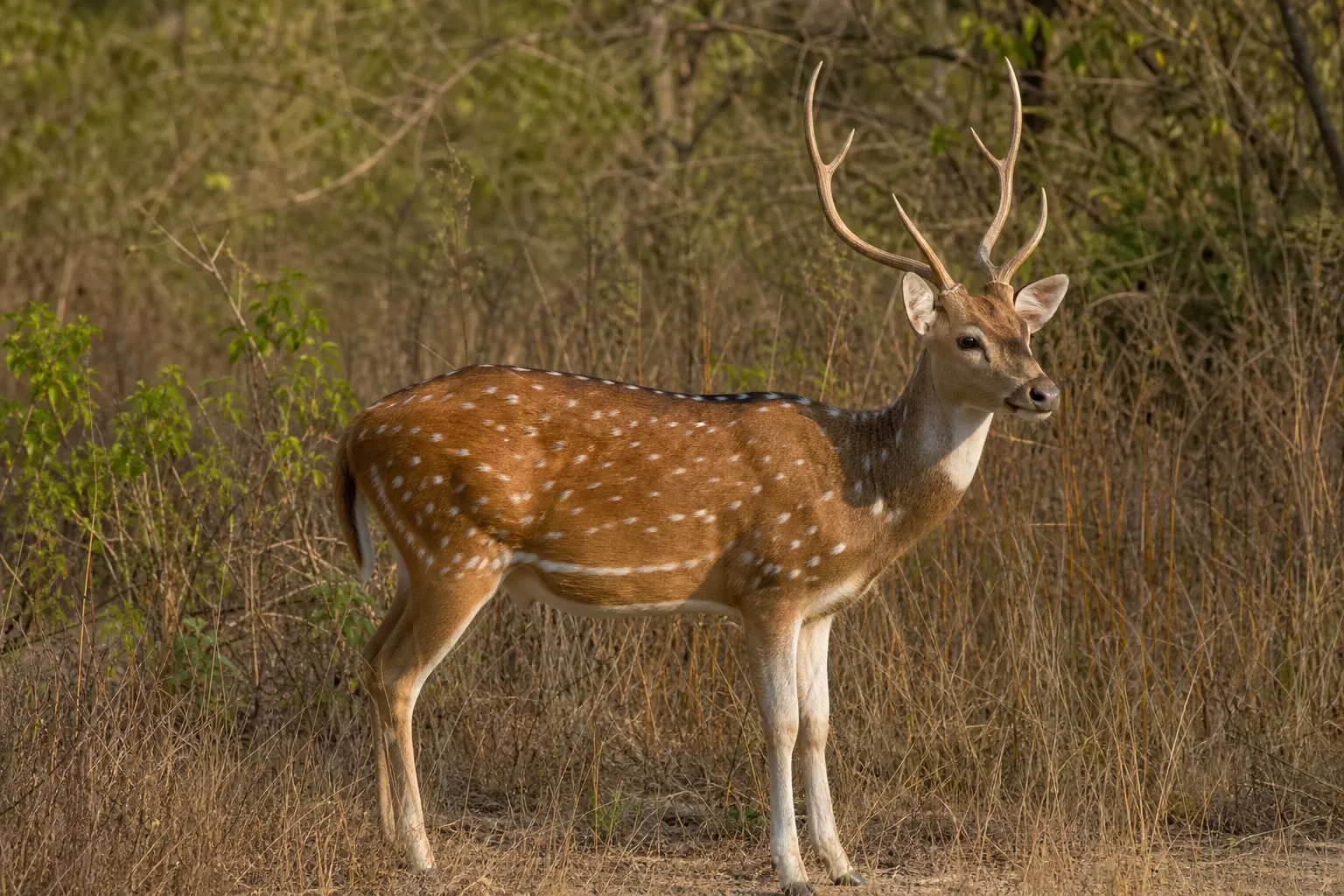 A spotted axis deer stands side on in grass, showing its reddish brown coat and white markings.