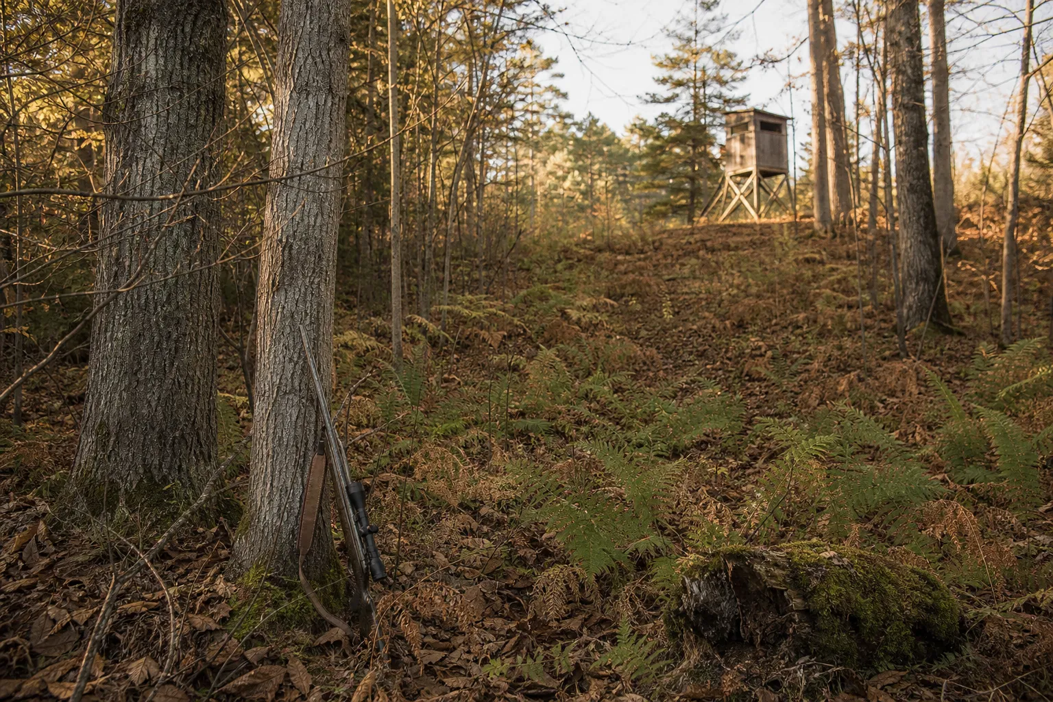 A brushy woodland edge and distant hunting blind suggest short woods hunting distances.