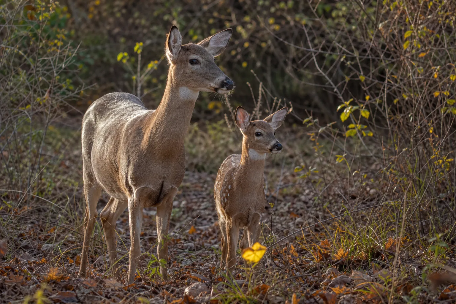 A doe and fawn stand together in a woodland opening, showing the kind of social deer behavior calls are meant to imitate.