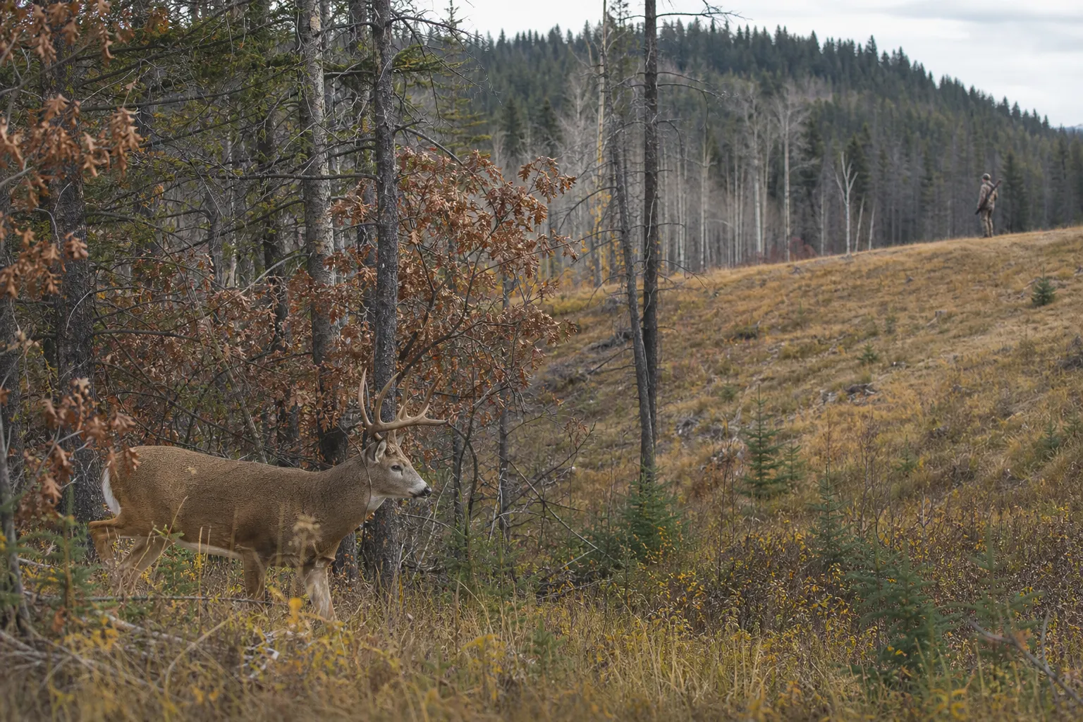 A broad autumn landscape with live game animals in the distance and a hunter carrying a rifle safely on a ridge.
