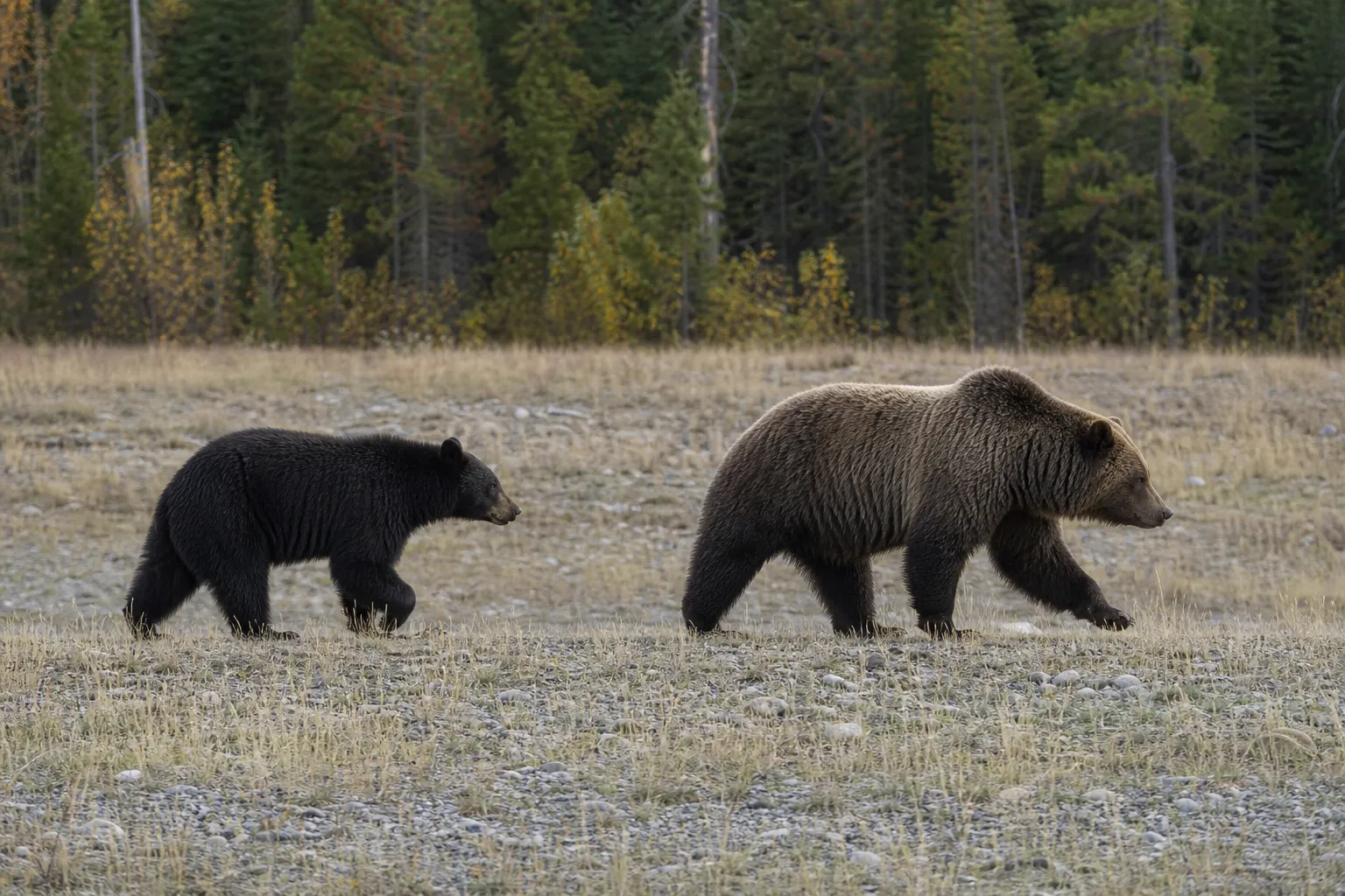 Two bears in profile in a natural setting, showing differences in body shape more clearly than color.