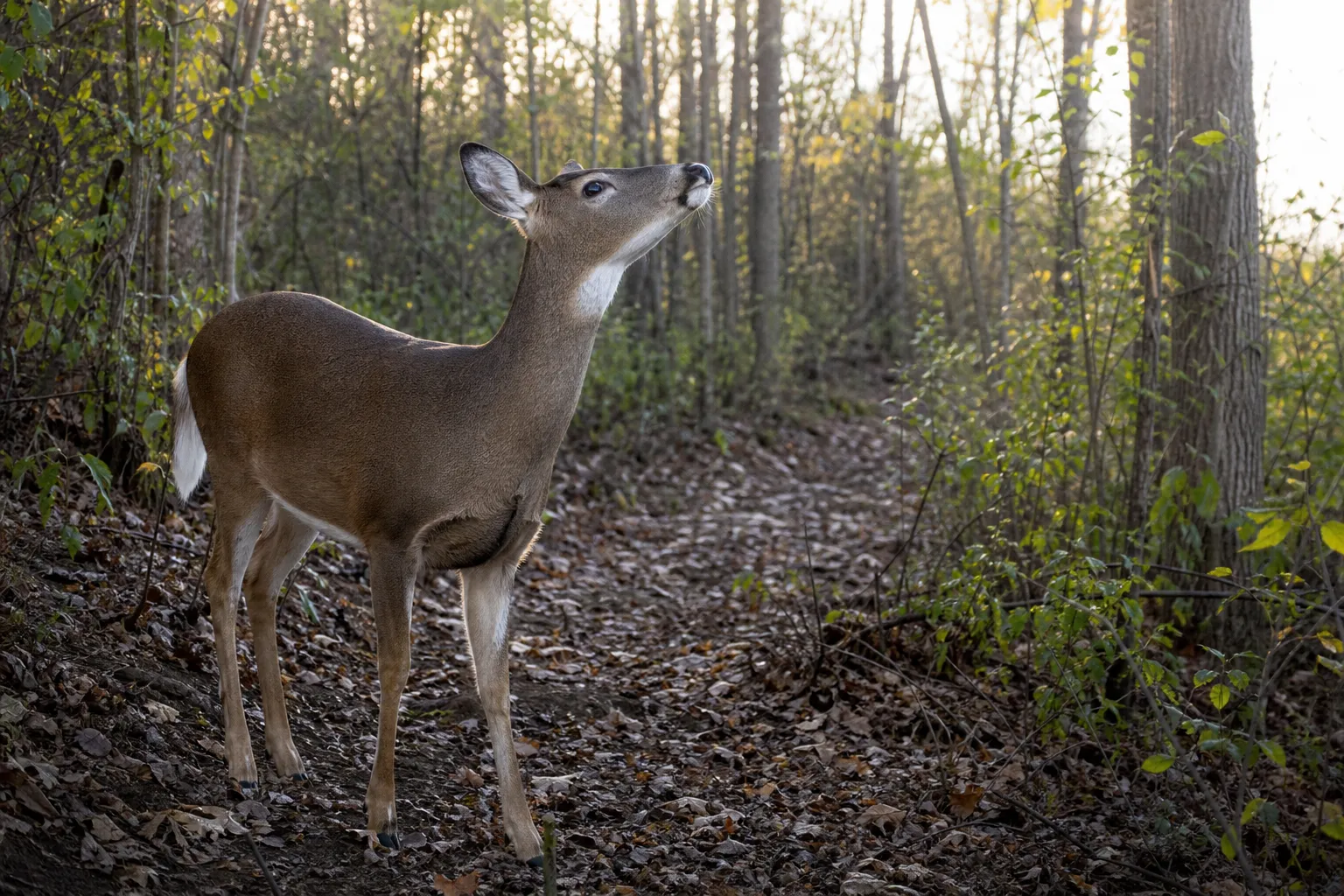 A white tailed deer stands in the woods with its nose lifted, sniffing the air and staying alert.