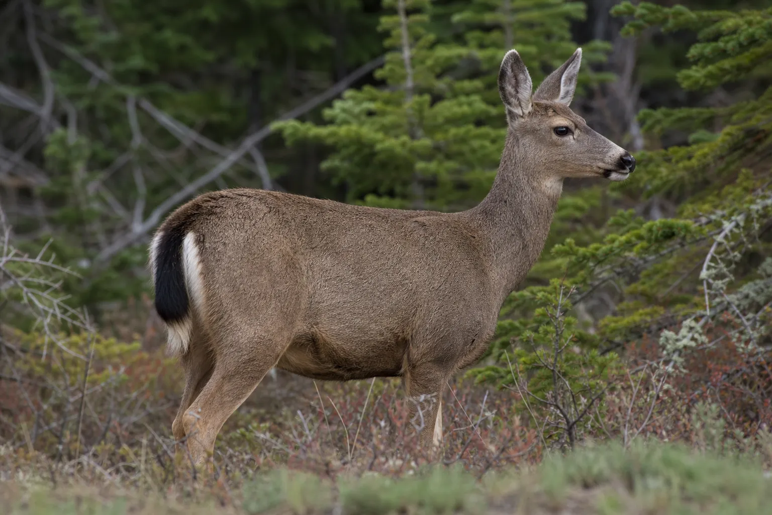 A profile view of a black tailed deer shows its dark tail, large ears, and sloping face.