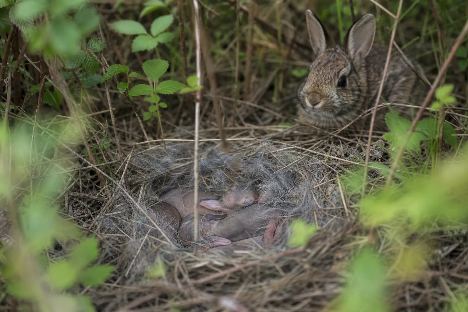 A hidden rabbit nest with young kits in a grass lined hollow in brush.