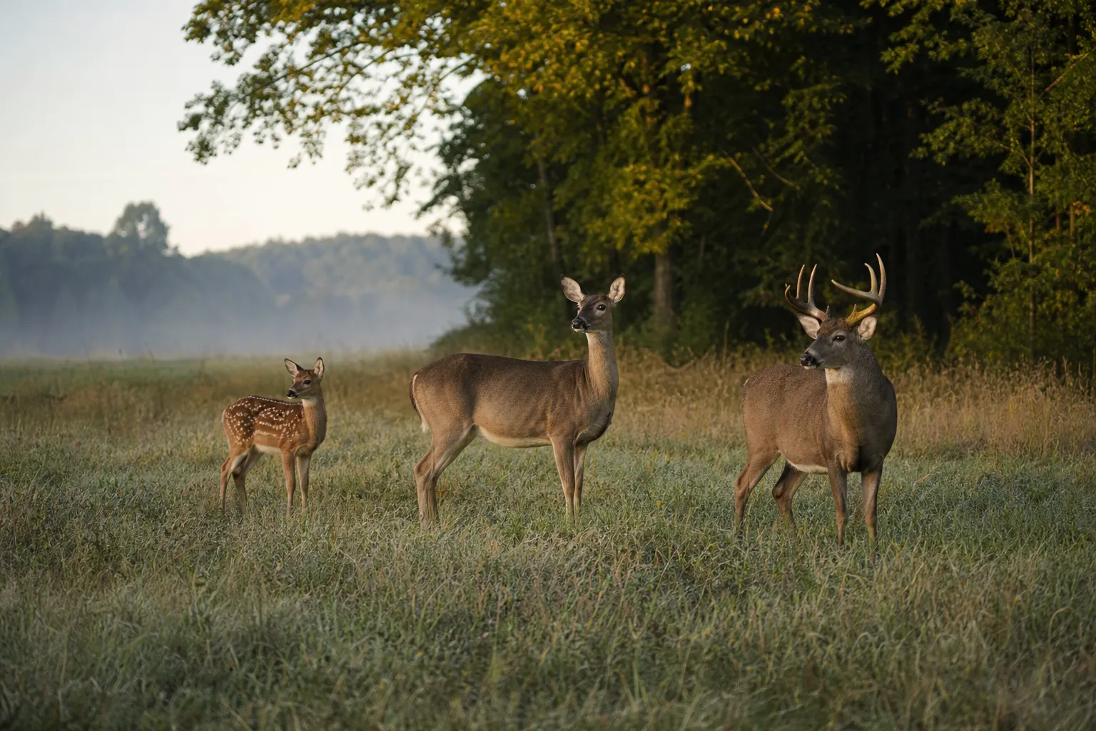 A fawn, a young deer, and an older buck stand together near a treeline.