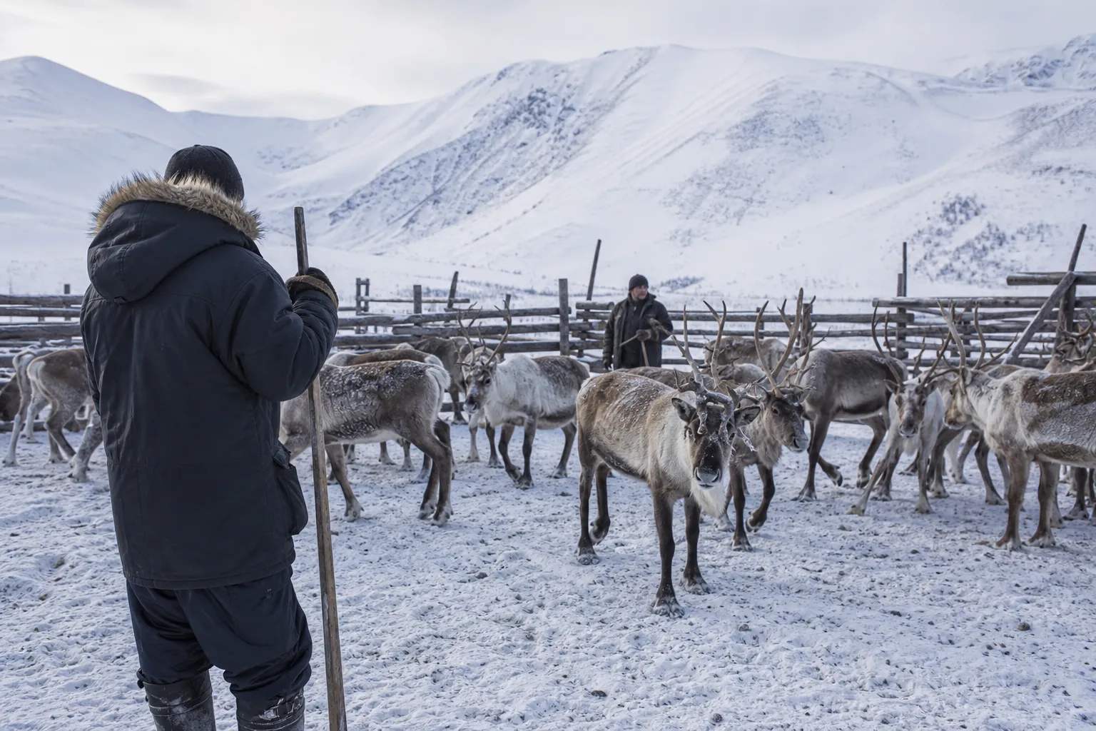 Reindeer being calmly managed in a snowy corral by distant herders in a traditional setting.