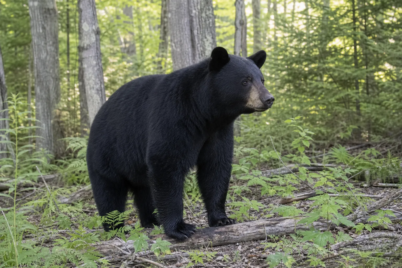 An American black bear stands alert at the edge of a forest, showing its body shape, ears, face profile, and claws.