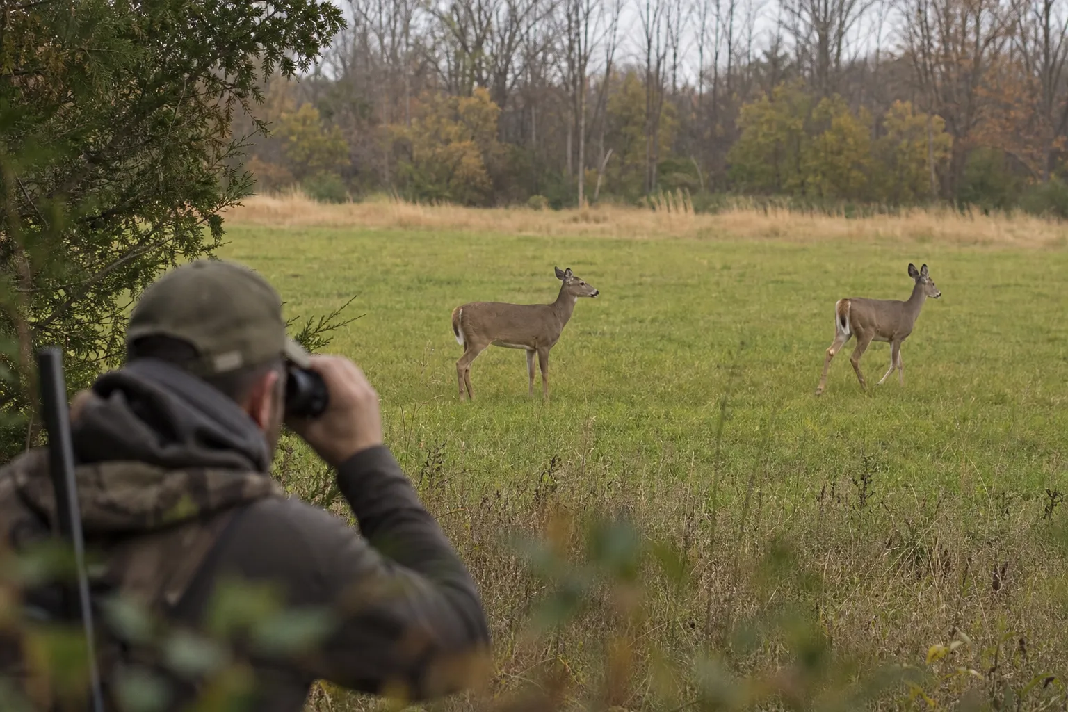 Two live deer stand in favorable broadside and quartering away positions while a hunter watches from a distance.