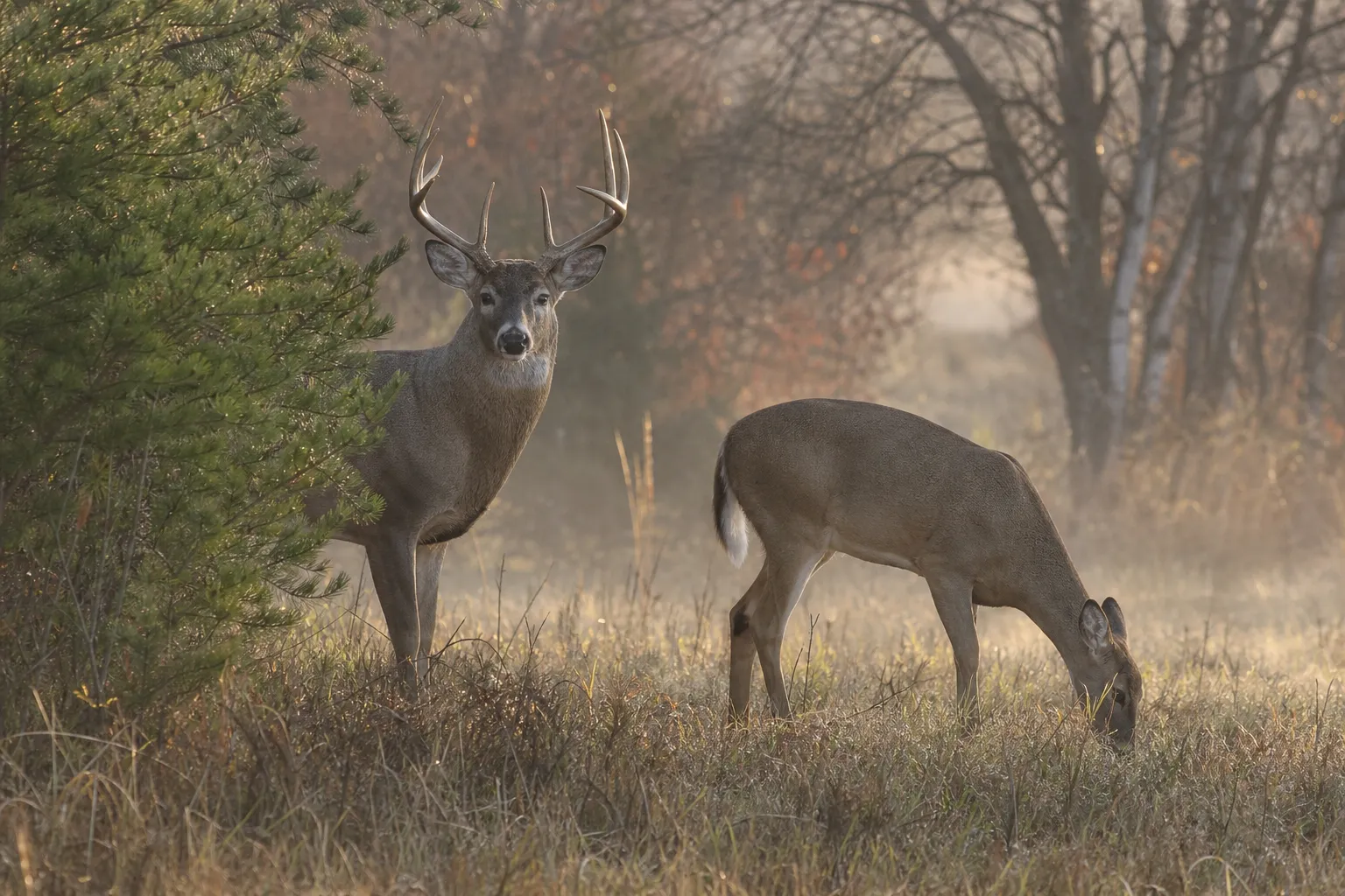 A doe and a mature buck stand in a quiet woodland meadow at dawn.