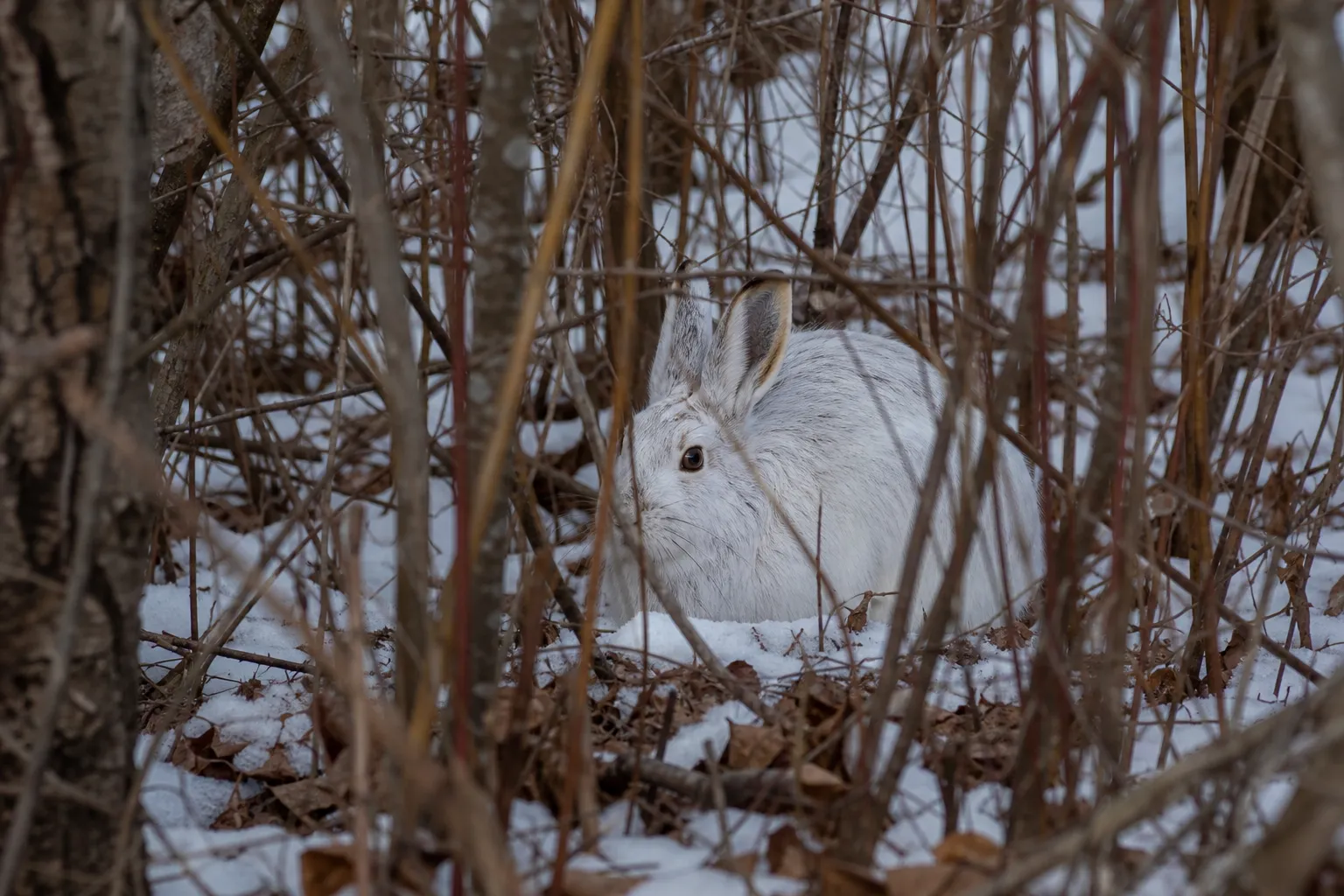 A snowshoe hare crouched in dense brush and cover along a woodland edge.