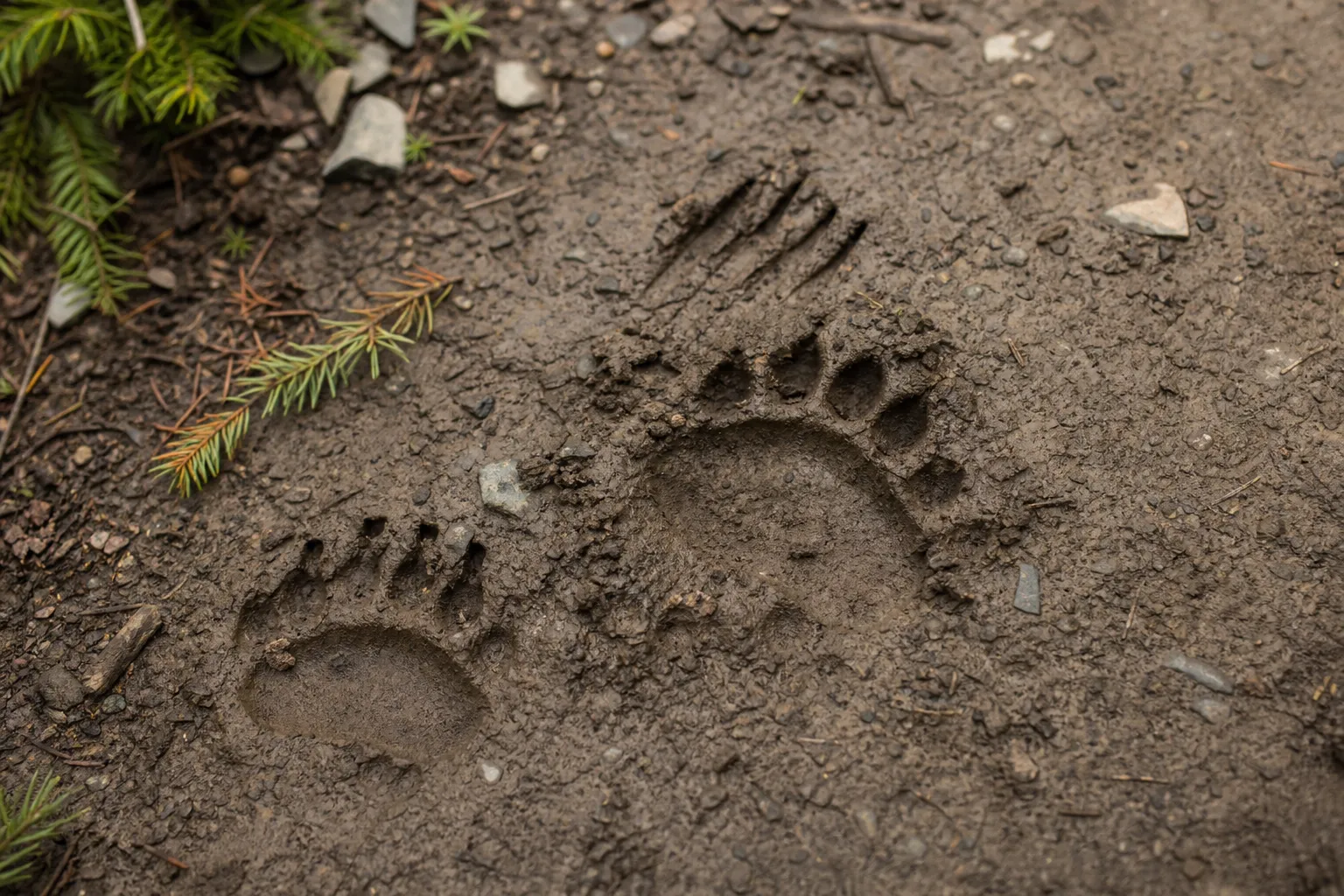 Bear tracks and claw marks in soft mud beside a forest trail.