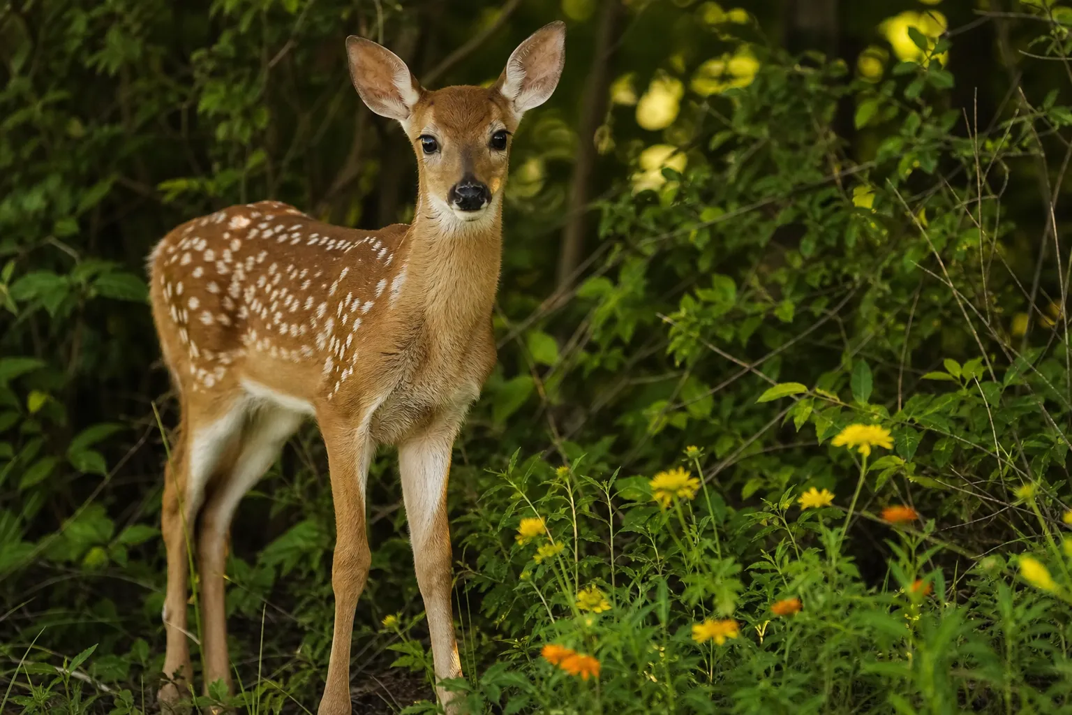 A young white tailed fawn stands quietly beside brush and wildflowers.