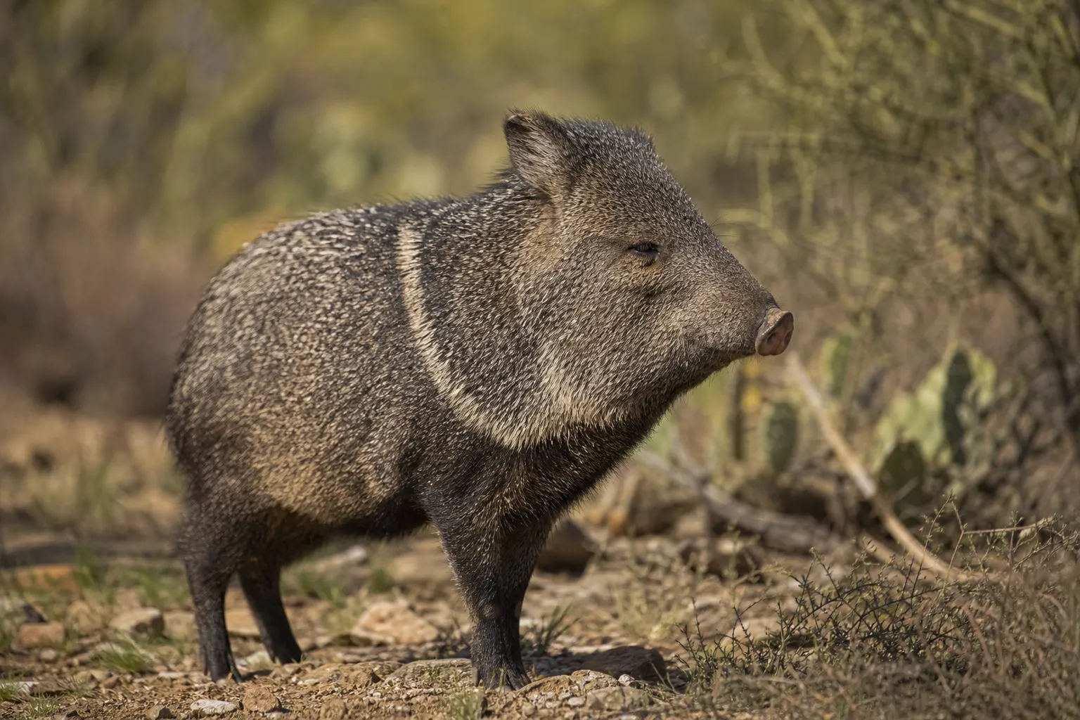 A single javelina stands in brush, showing its coarse coat, pale collar area, and compact body.