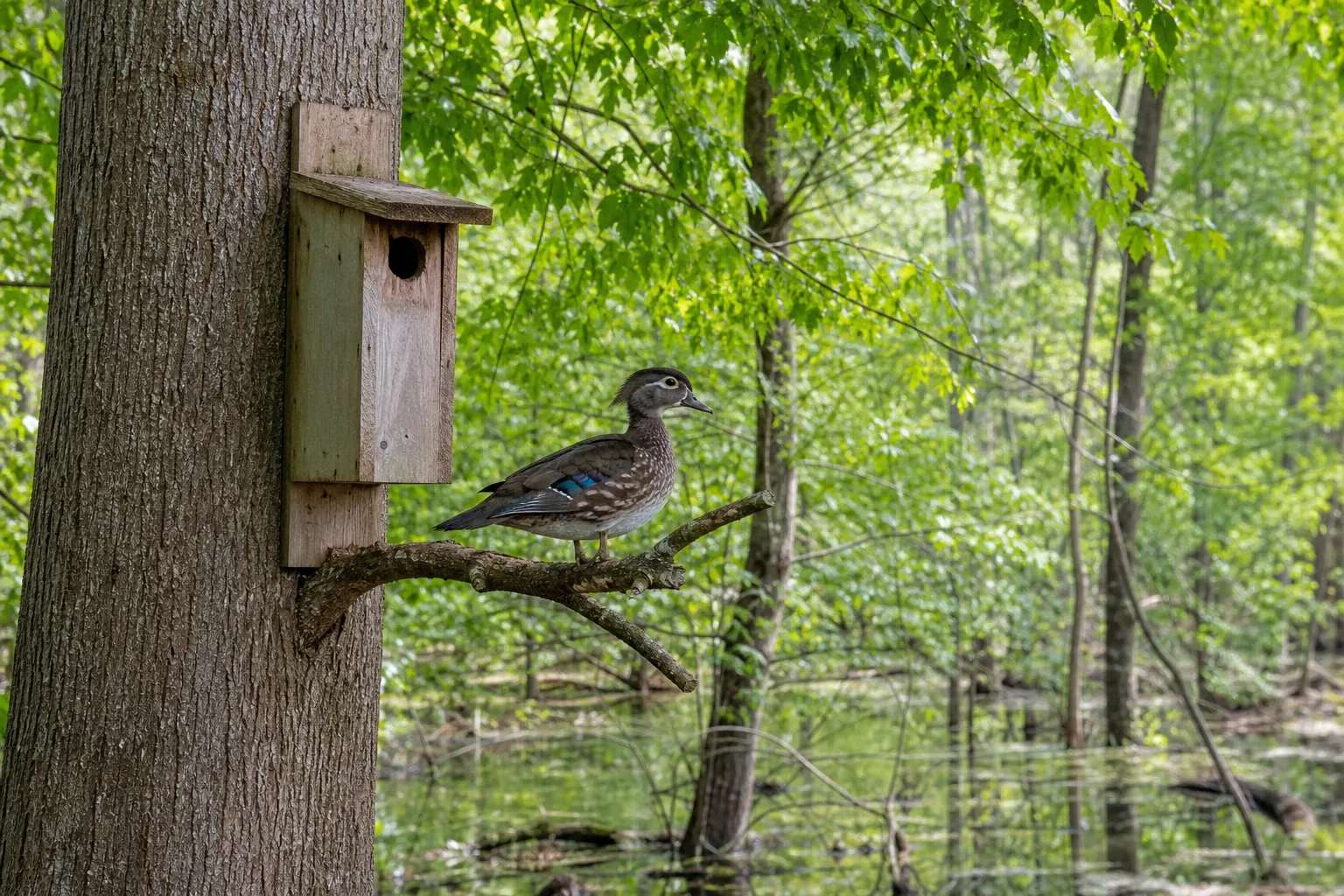 A wood duck hen sits near a nest box attached to a tree beside a swamp.