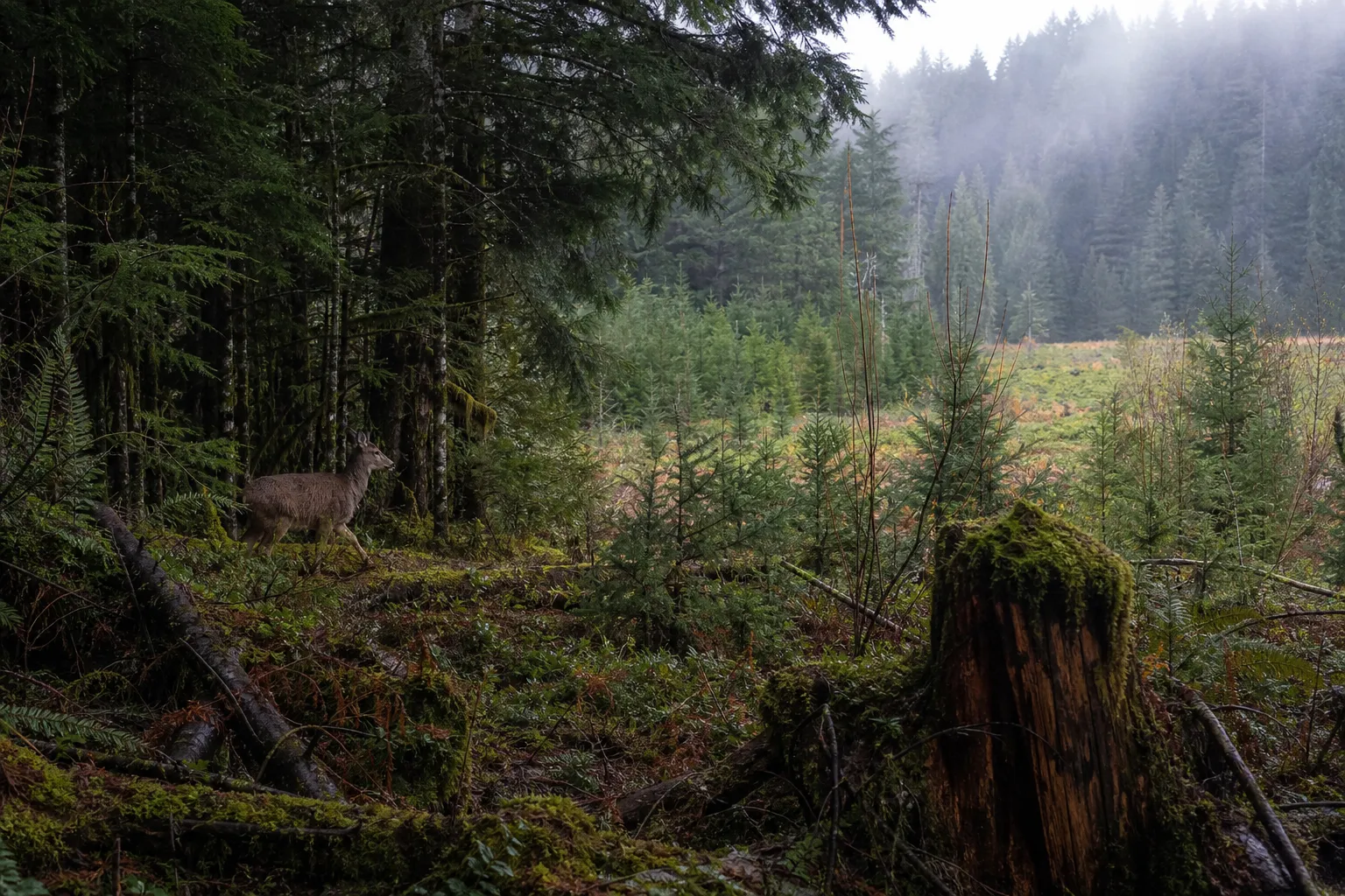 A black tailed deer moves through brush at the edge of mixed forest and younger growth.