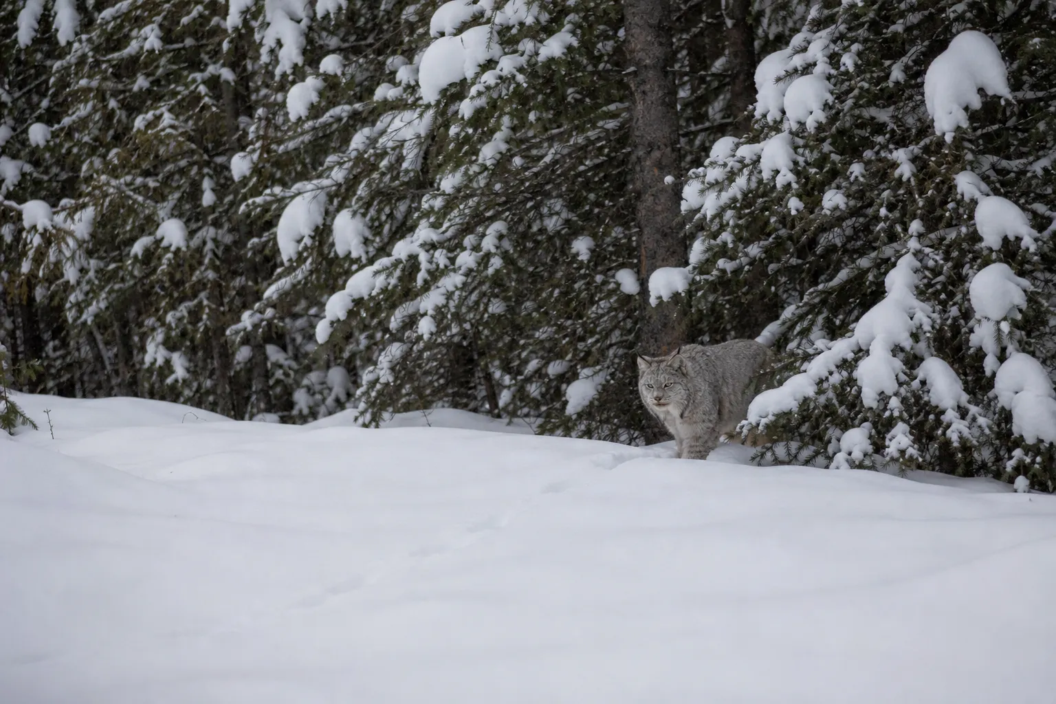 A Canada lynx in a snowy boreal forest habitat.