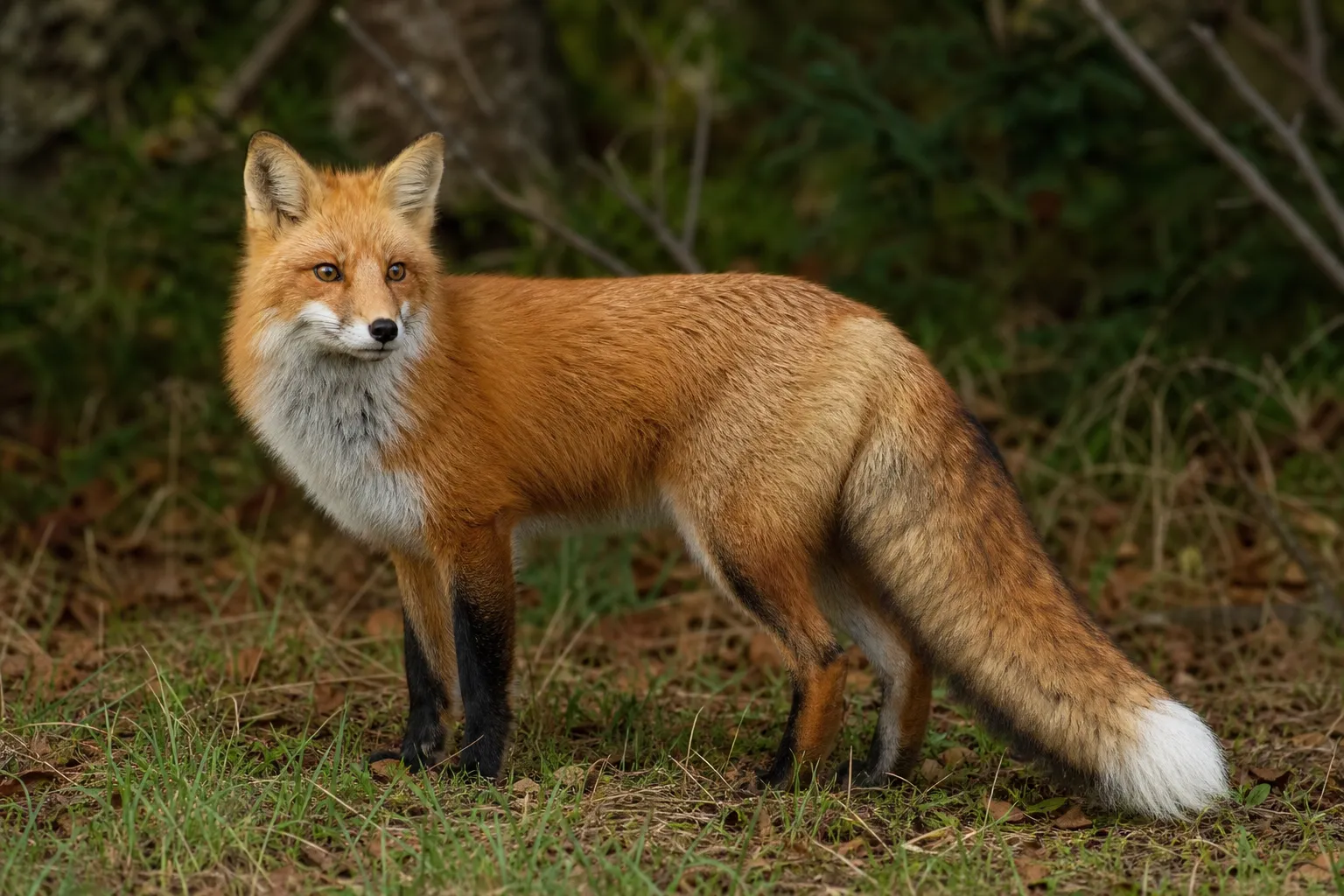 A red fox stands in profile near brush with a bushy tail and pale tail tip clearly visible.