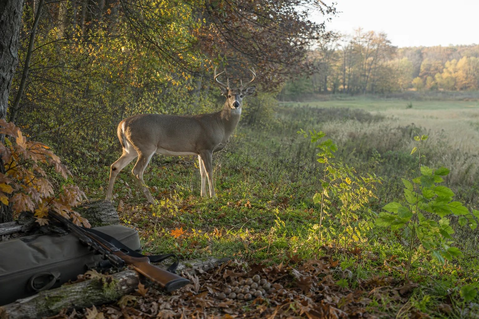 A white tailed deer stands in autumn woodland beside meadow plants and fallen acorns.