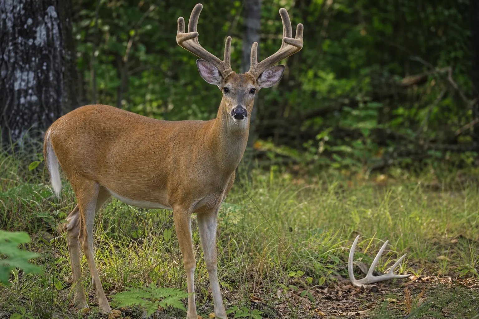 A mature buck in velvet standing in a forest clearing with antlers visible.