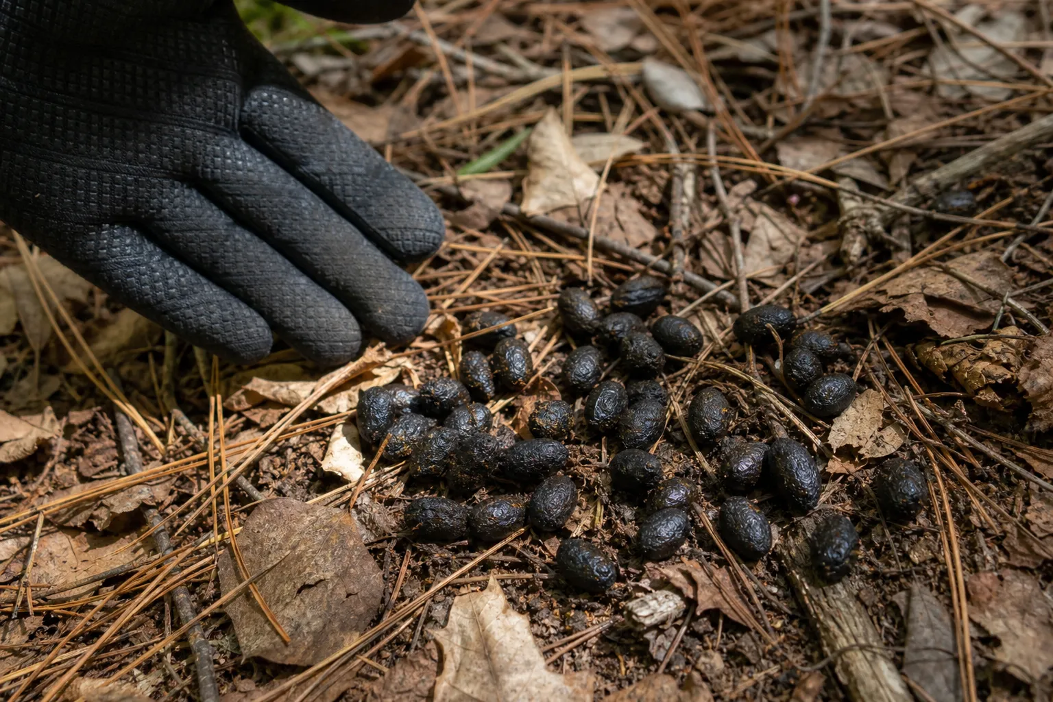 Close view of dark oval deer pellets on leaf litter with a gloved hand nearby for scale.