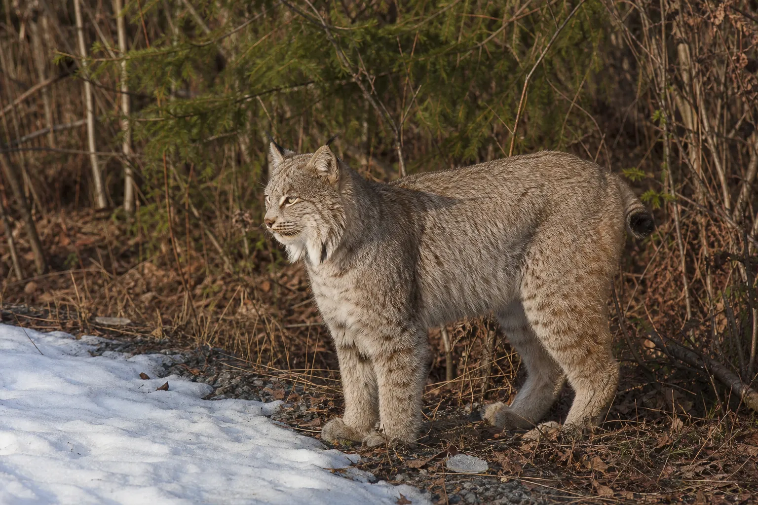 A bobcat standing in profile in a woodland edge habitat.