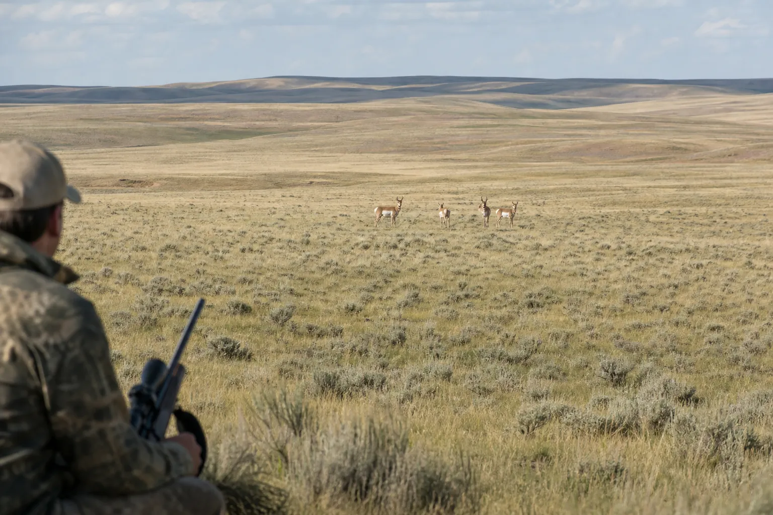 Pronghorn move through wide open prairie with low brush and long sightlines.
