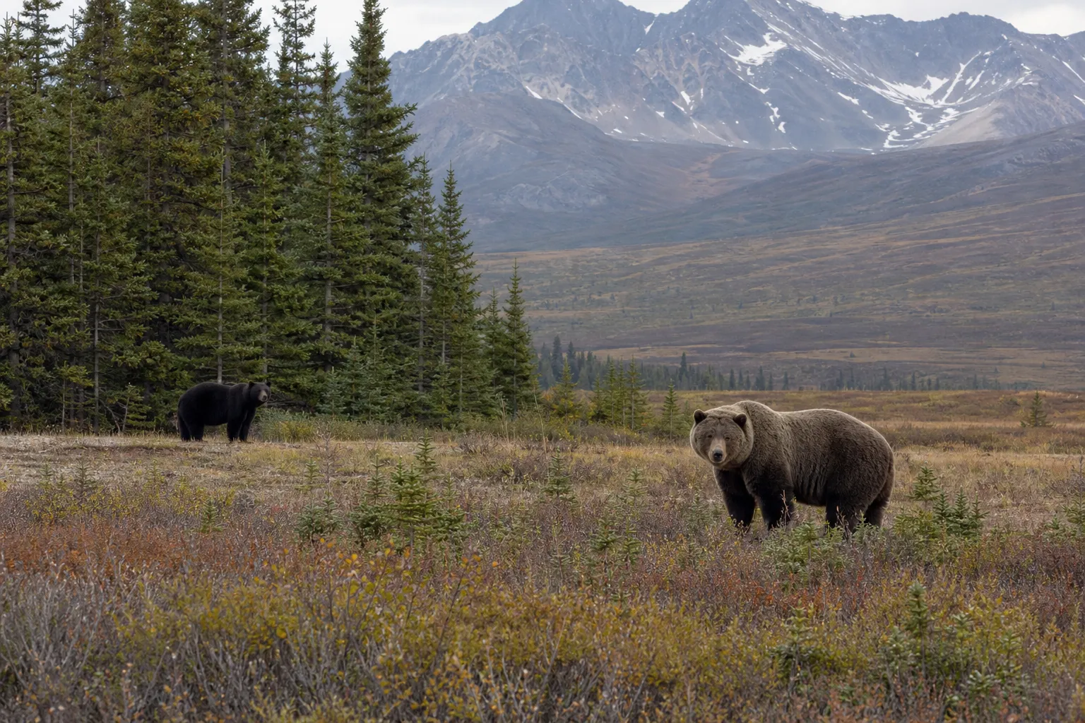 A black bear and a grizzly bear in separate parts of a wild mountain landscape, shown for size and shape comparison.