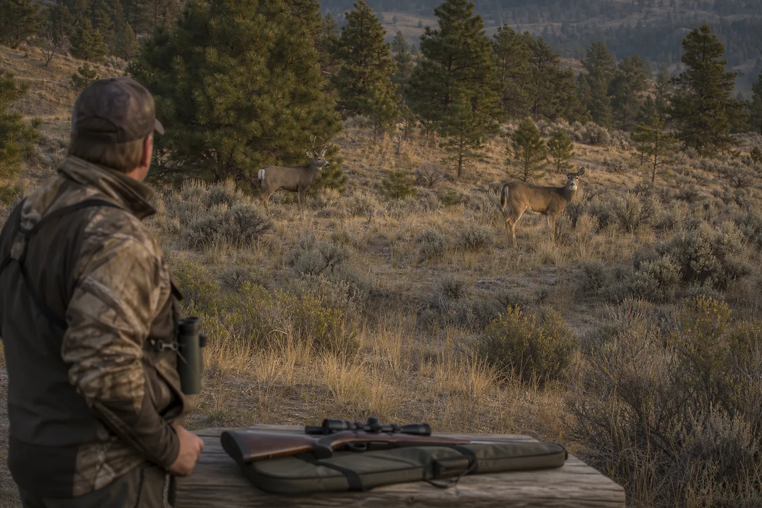 Two live deer stand in a western woodland edge, showing contrasting shapes and tail markings for field identification.