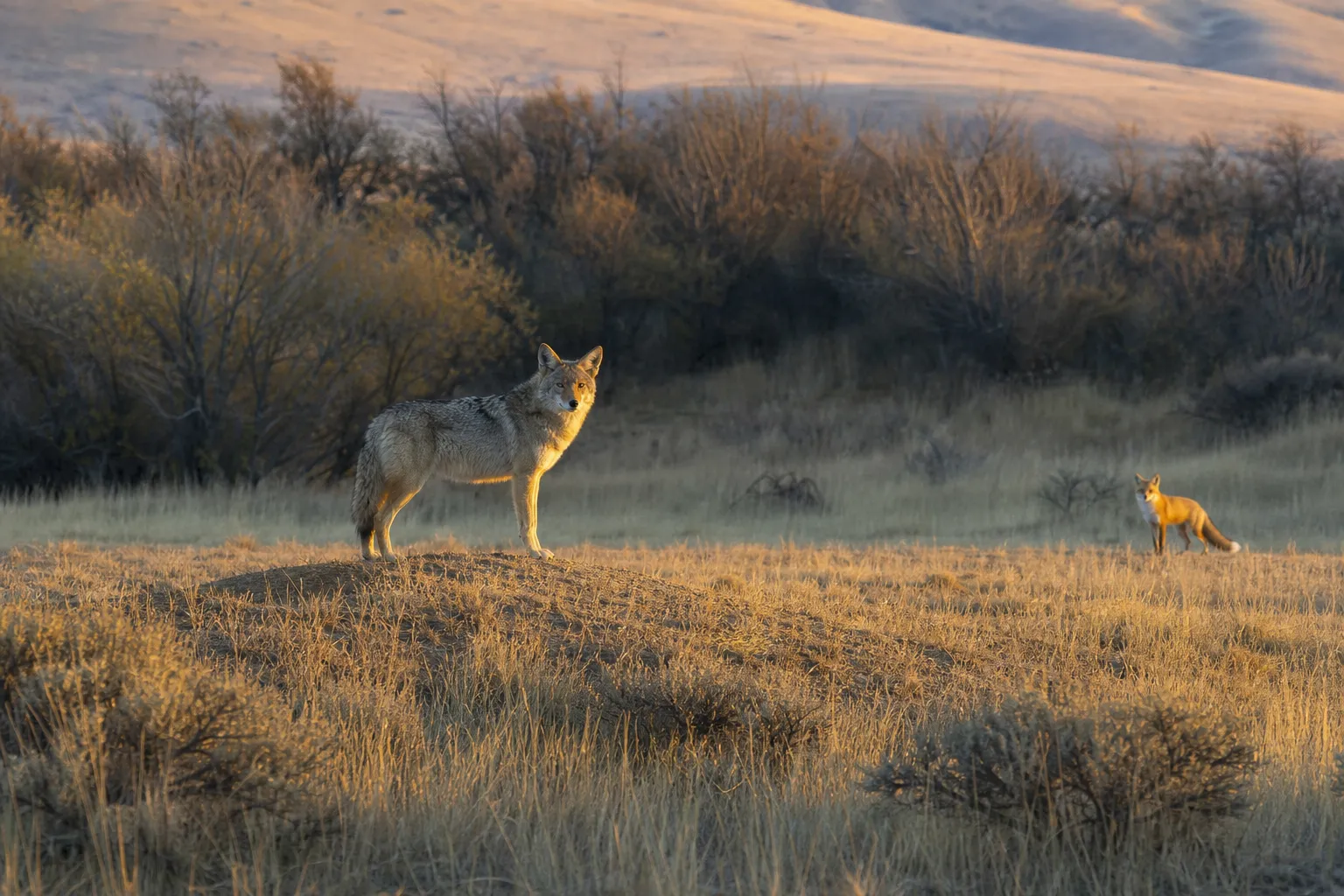 A coyote stands in open grassland while a red fox appears farther back near brush, showing the size difference between the two animals.