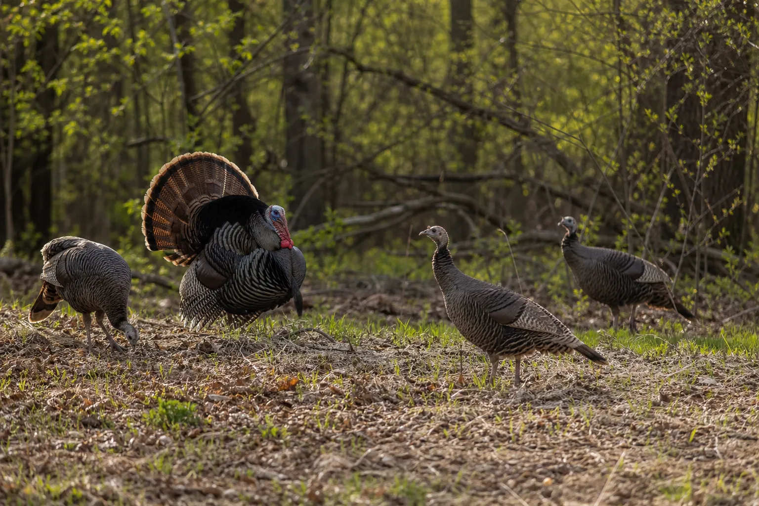 Wild turkeys forage at the edge of a spring woods.