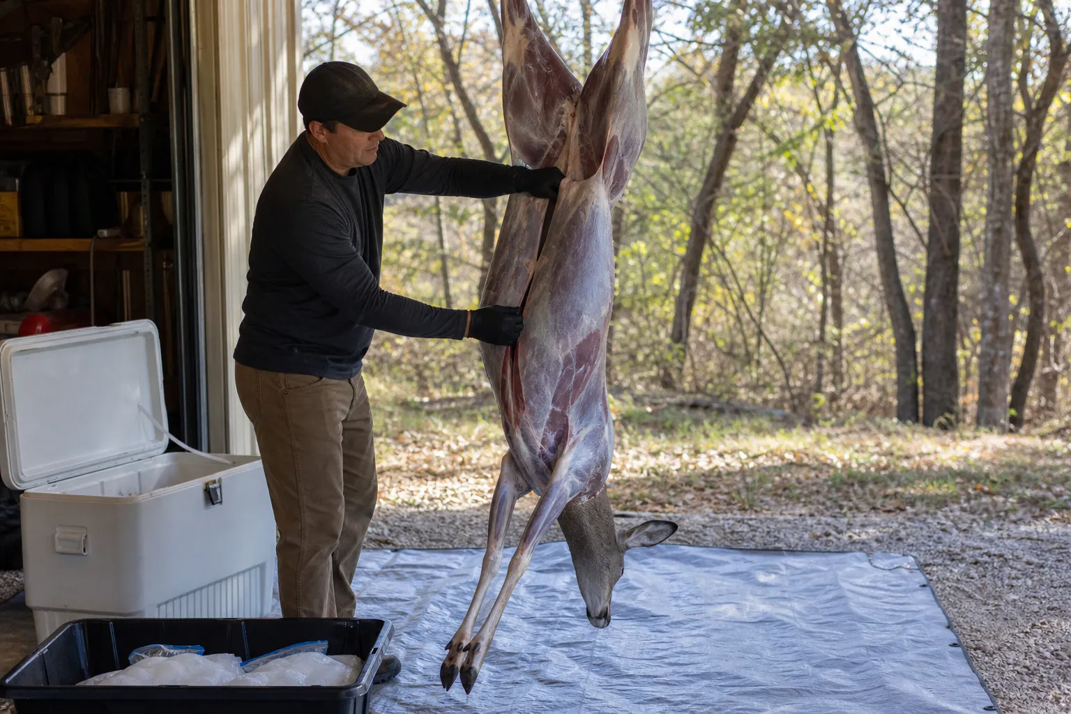 A field dressed deer hangs in the shade beside a clean cooler and supplies for keeping the meat cool and clean.