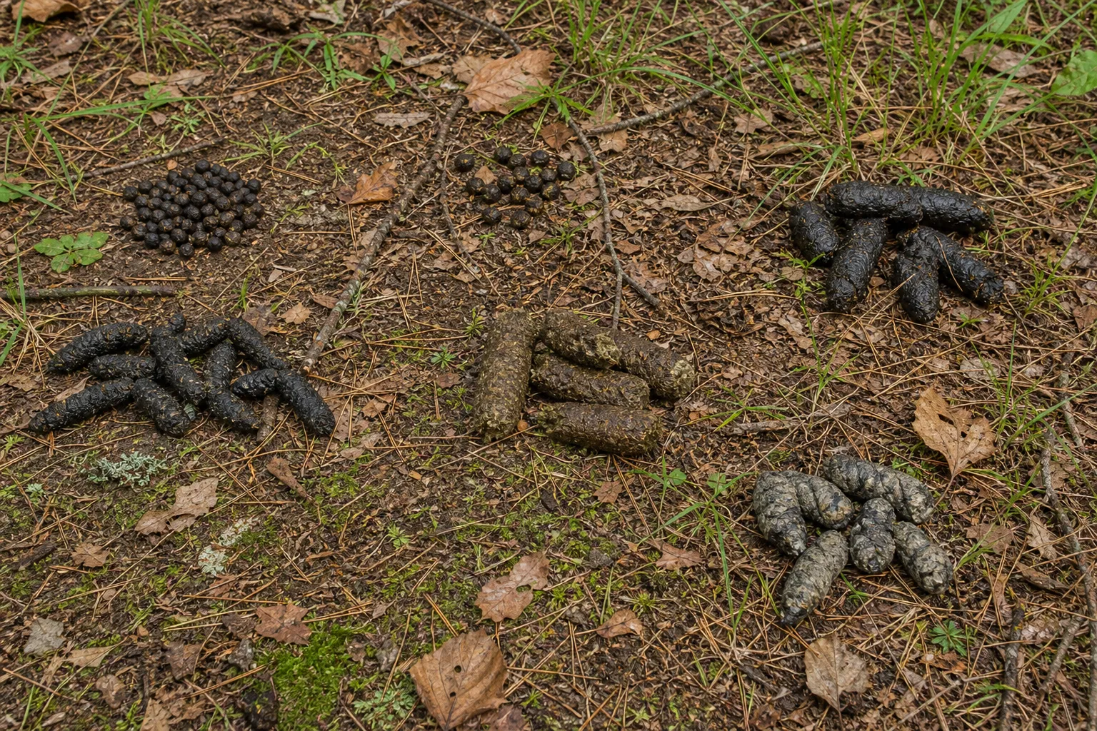 A comparison scene of different animal scat types on a forest floor without labels.