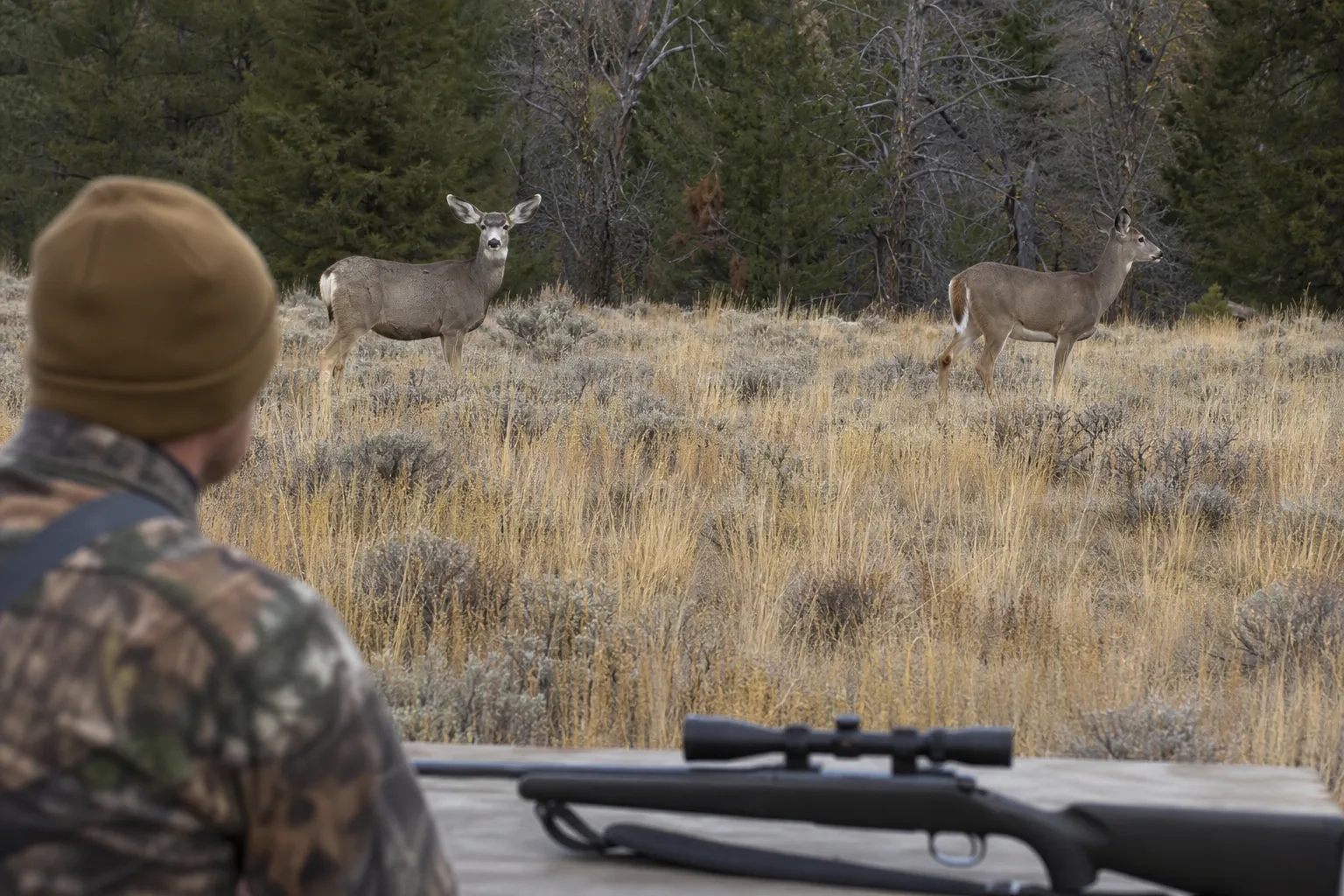 Two deer in the same habitat are shown at a distance that makes quick visual comparison possible.