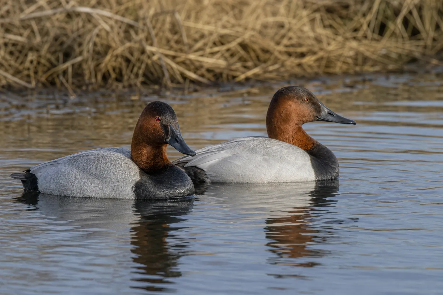 Two canvasback ducks float on calm water, one showing the species profile clearly.